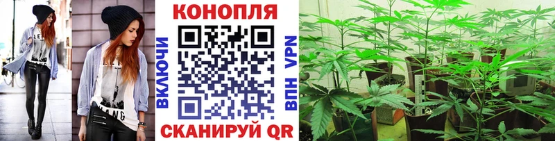 Бошки марихуана THC 21%  Чайковский 